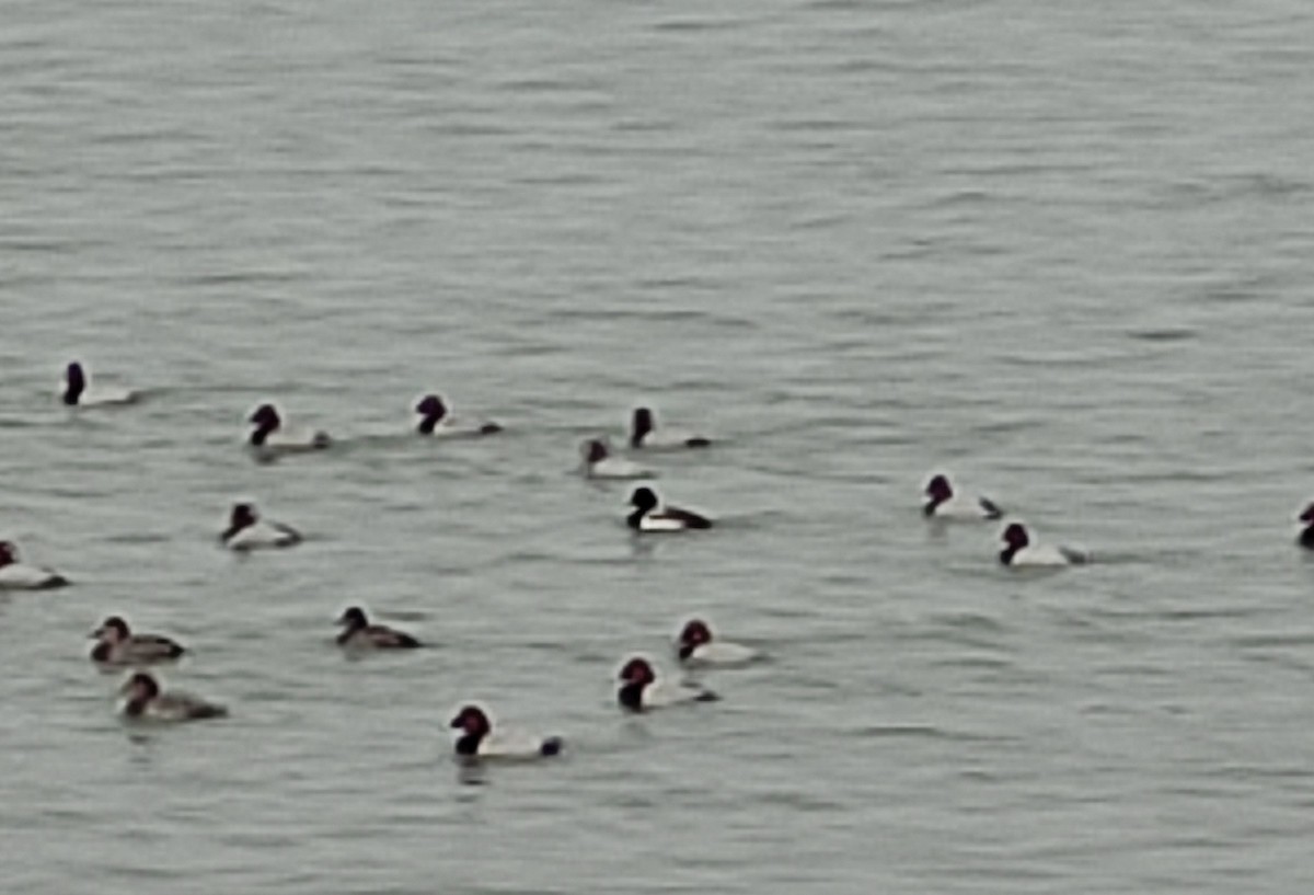 Greater Scaup - ML614439454