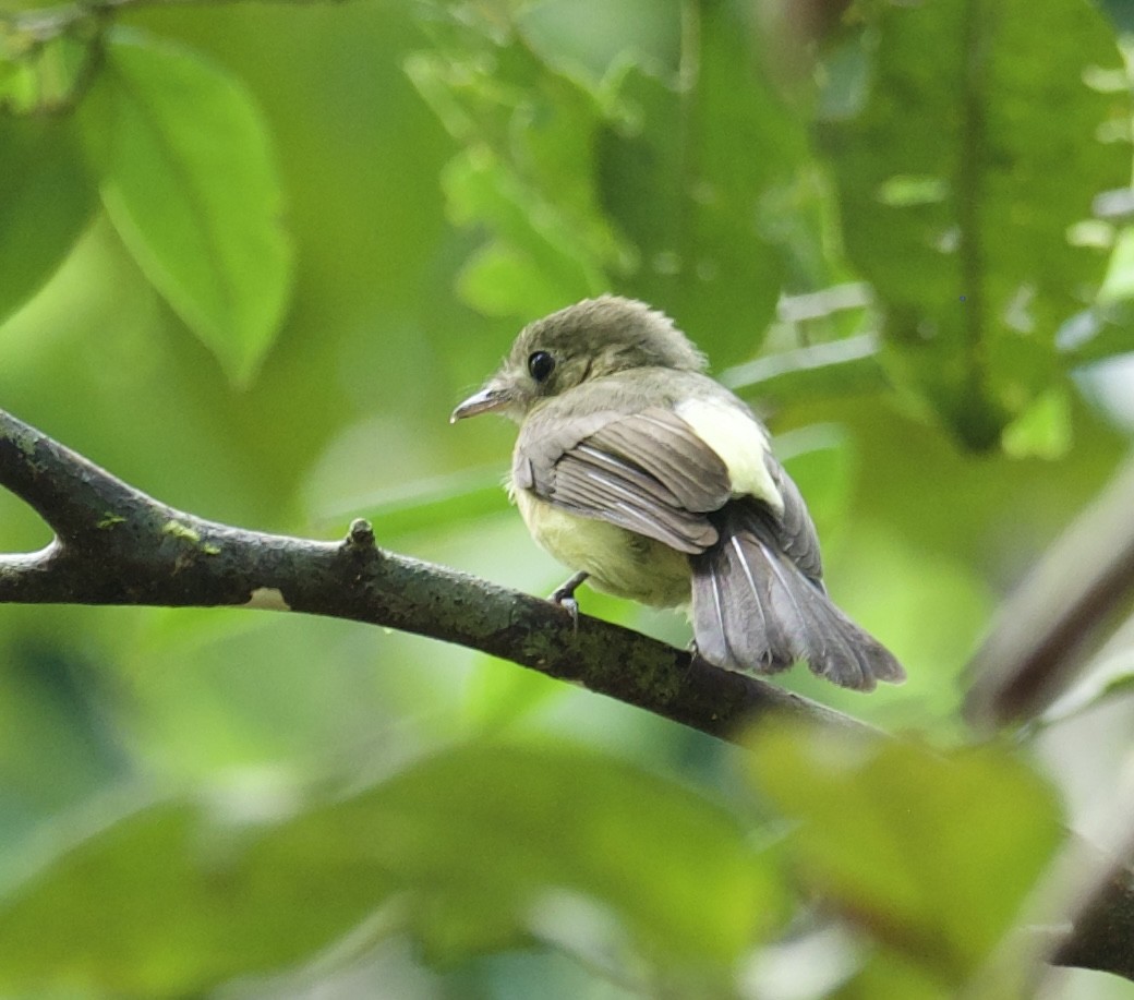 Whiskered Flycatcher (Yellow-rumped) - ML614439721