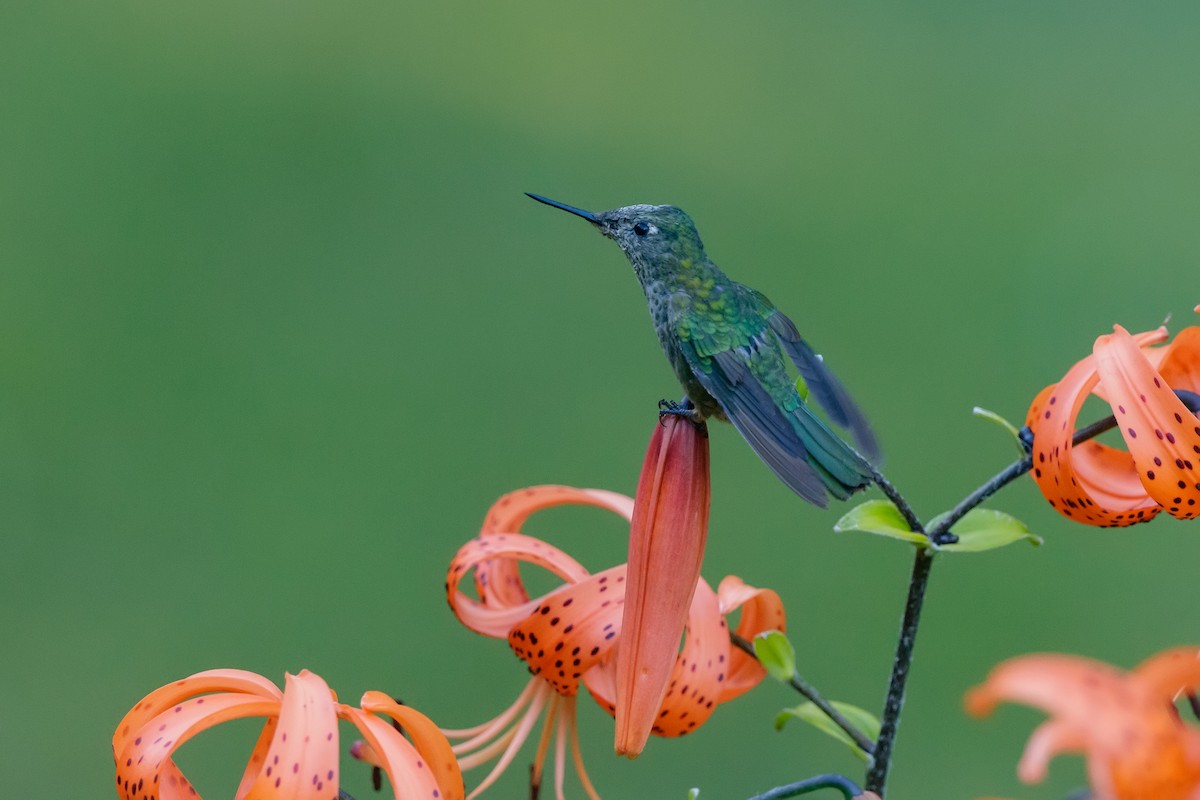 Green-backed Firecrown - ML614439845