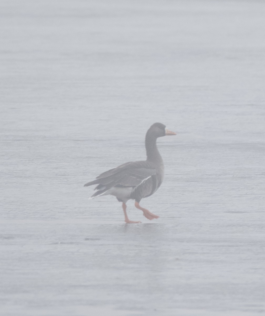 Greater White-fronted Goose - ML614439896
