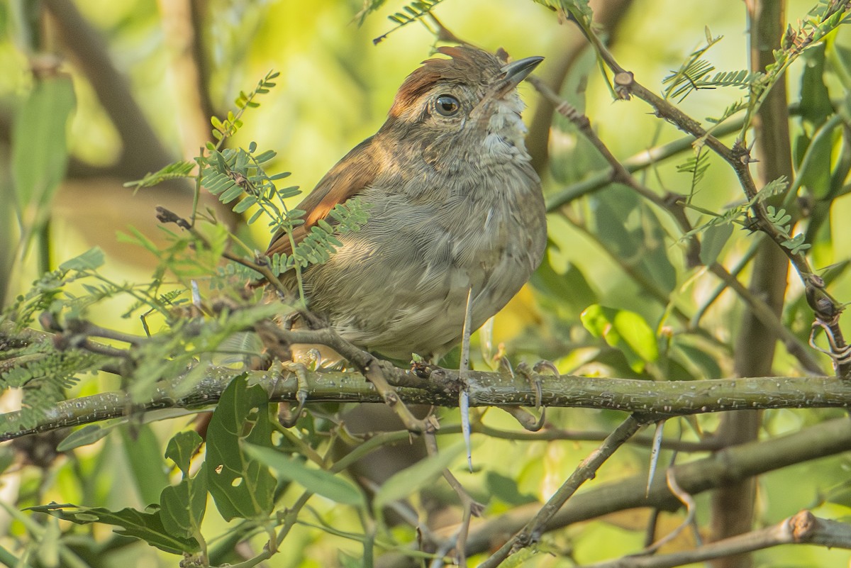 Sooty-fronted Spinetail - ML614440134