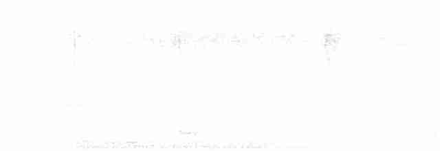 White-cheeked Barbet - ML614440187