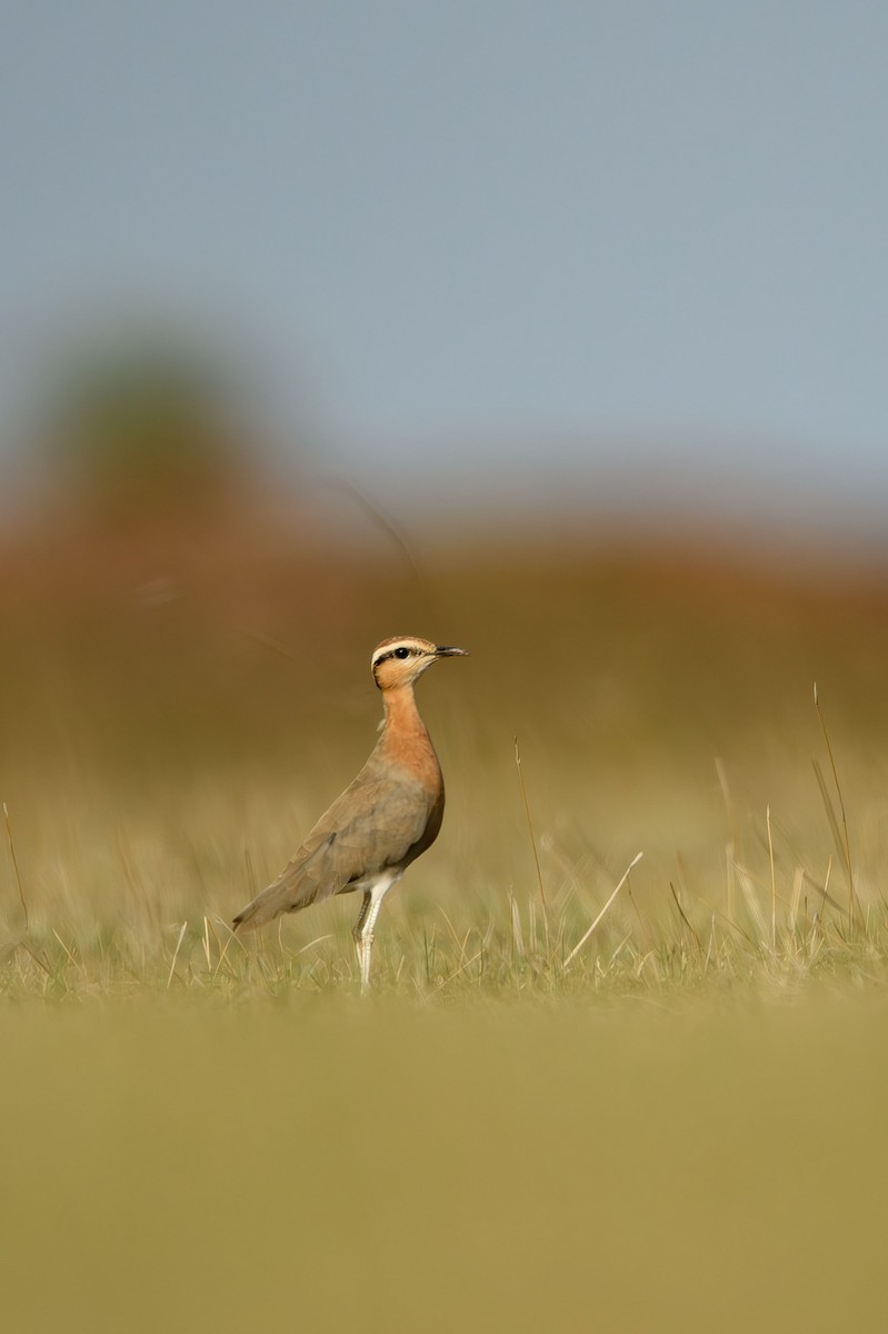 Indian Courser - ML614440188