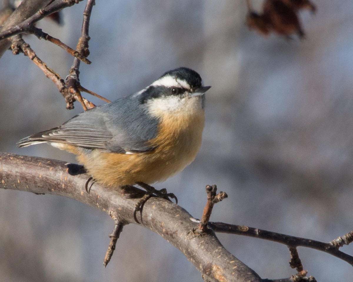 eBird Checklist - 4 Feb 2024 - 191 Fish Hatchery Road Dorion - 13 species