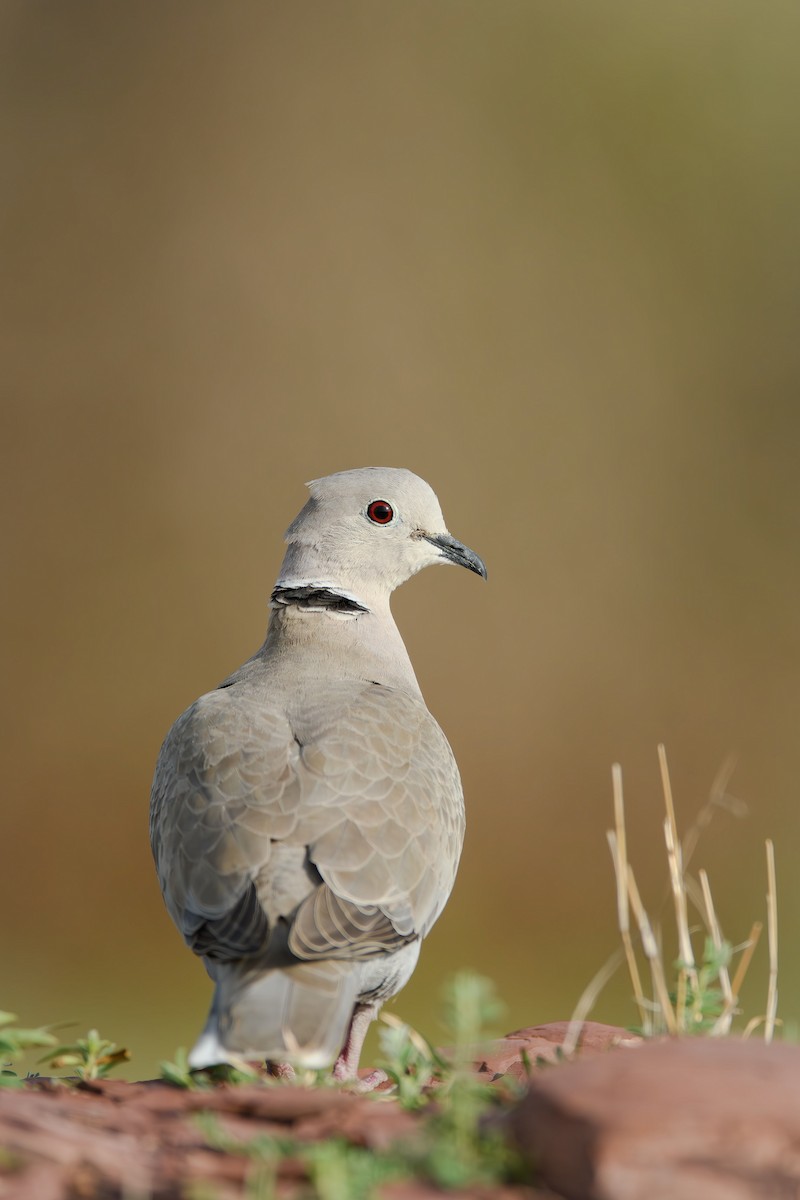 Eurasian Collared-Dove - ML614440887