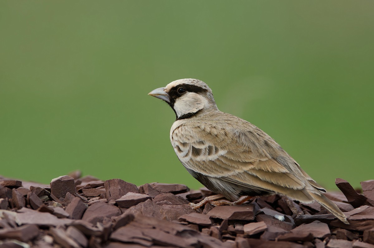 Ashy-crowned Sparrow-Lark - ML614440889