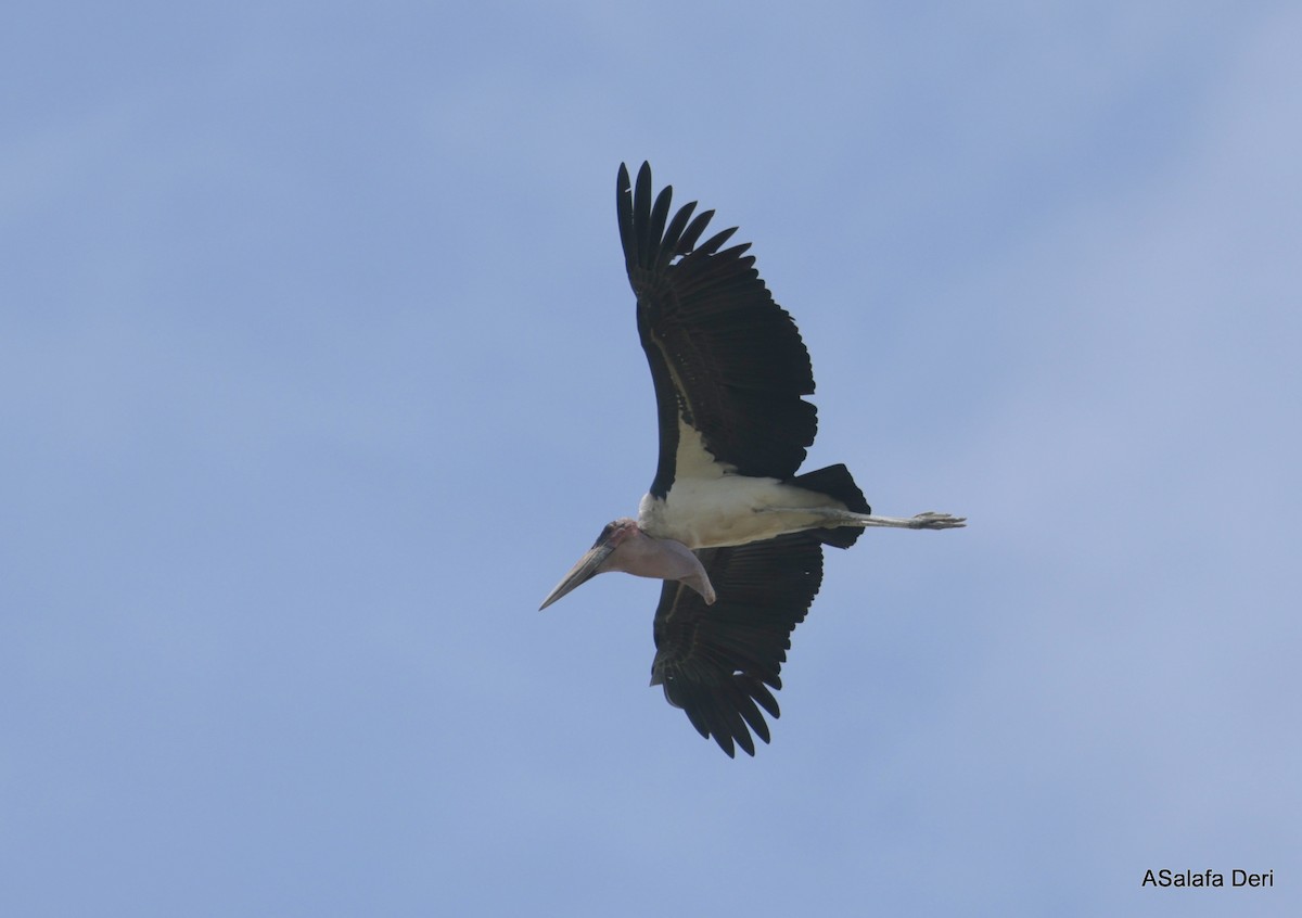 Marabou Stork - ML614441141