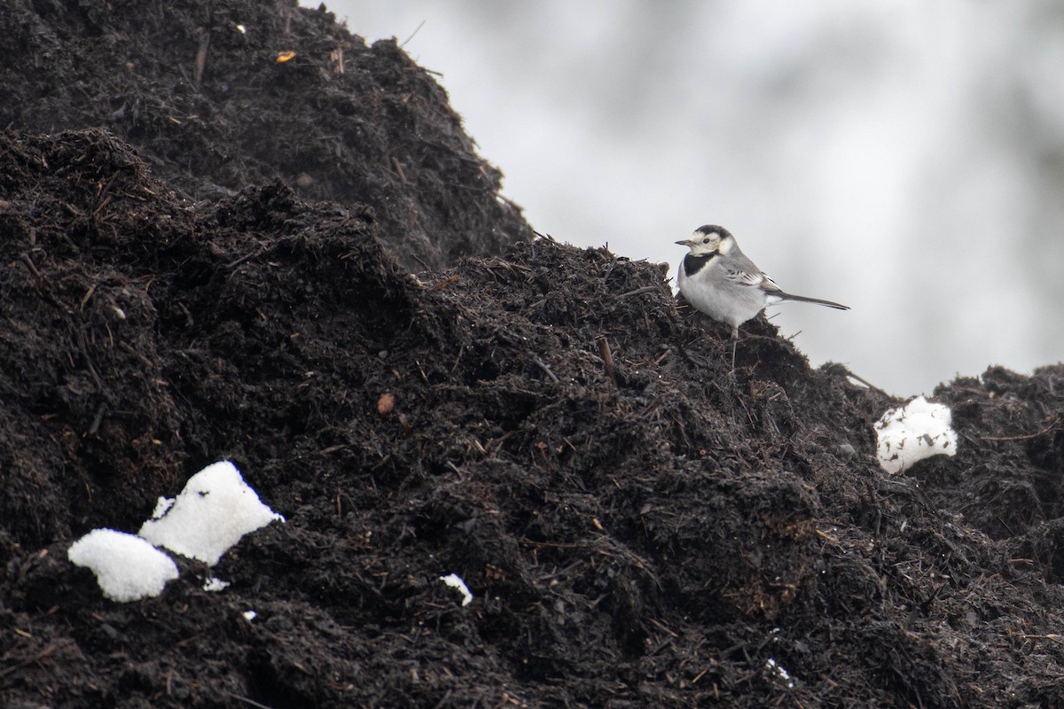 White Wagtail (White-faced) - ML614441343