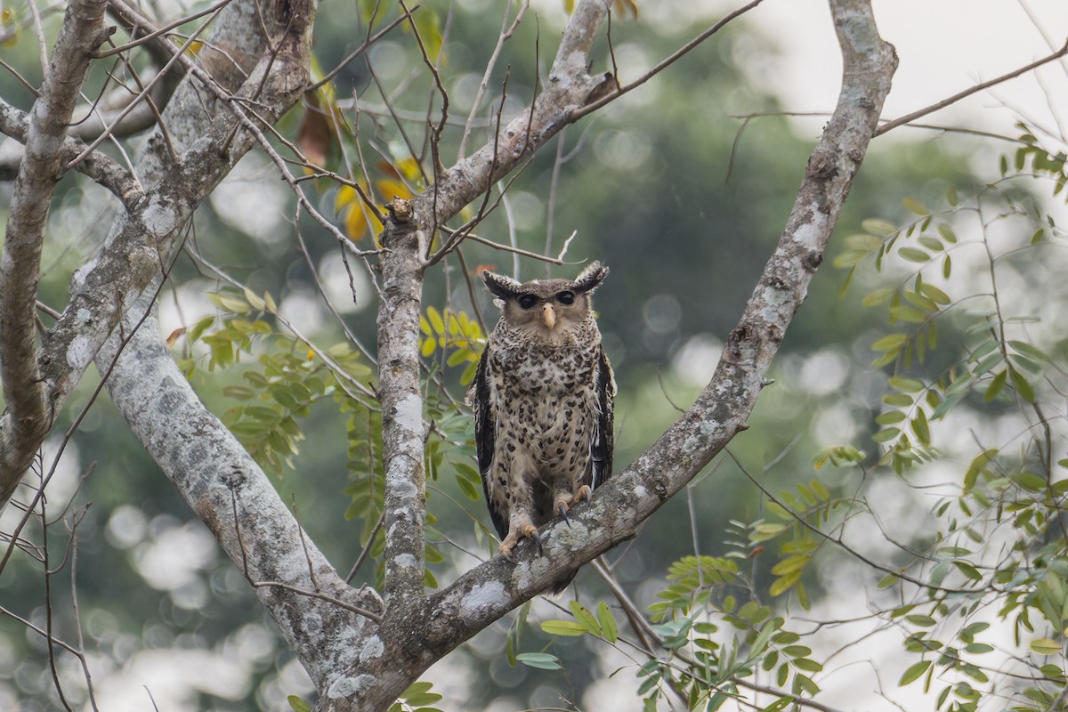 Spot-bellied Eagle-Owl - ML614441412