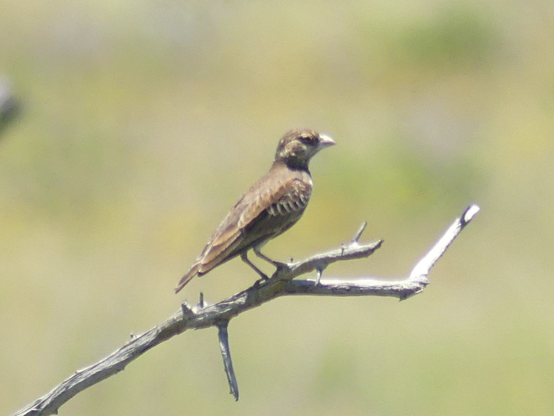 Chestnut-backed Sparrow-Lark - ML614441573