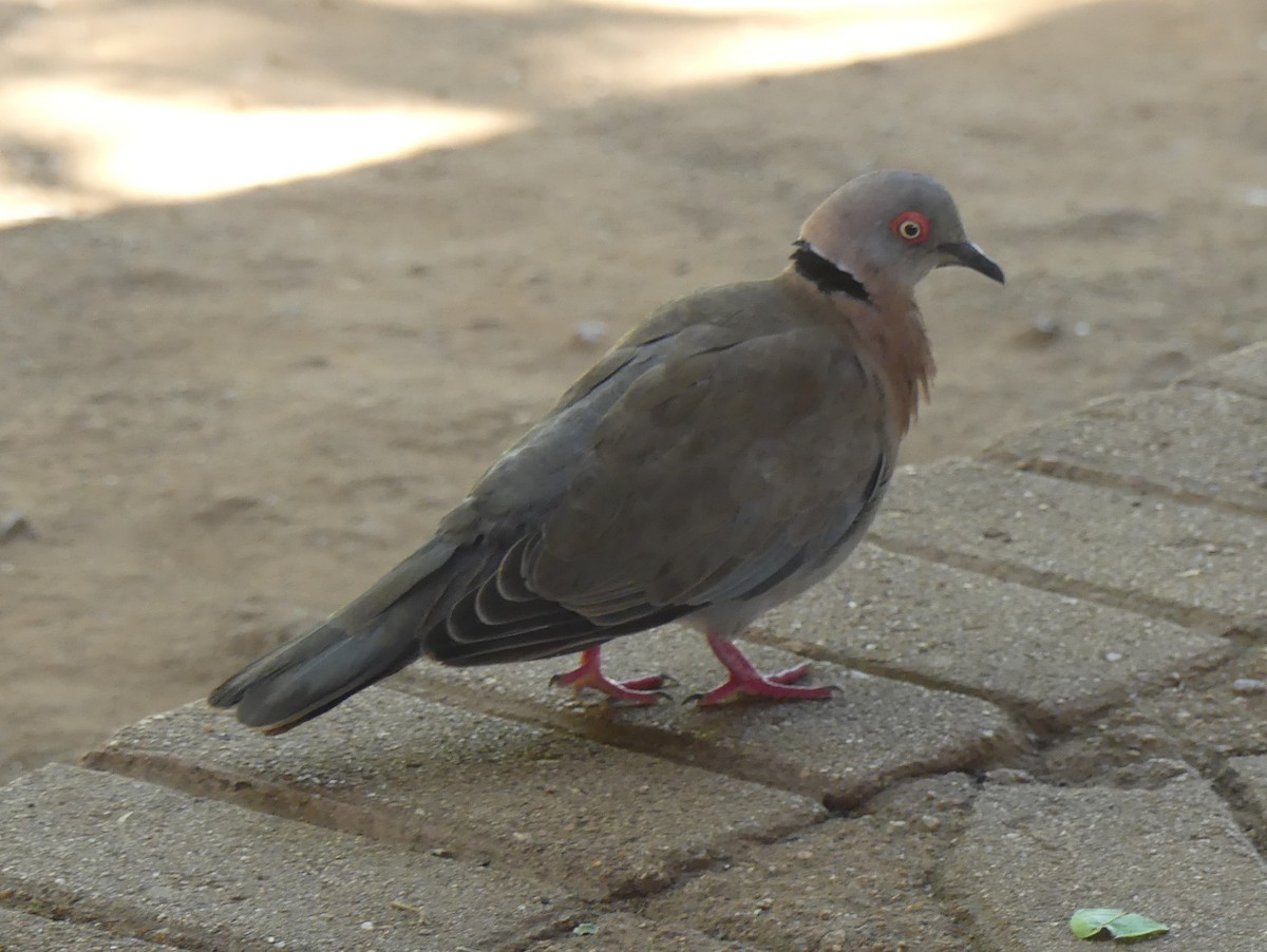 Mourning Collared-Dove - ML614441606