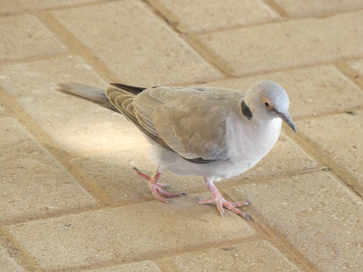 Ring-necked Dove - ML614441619