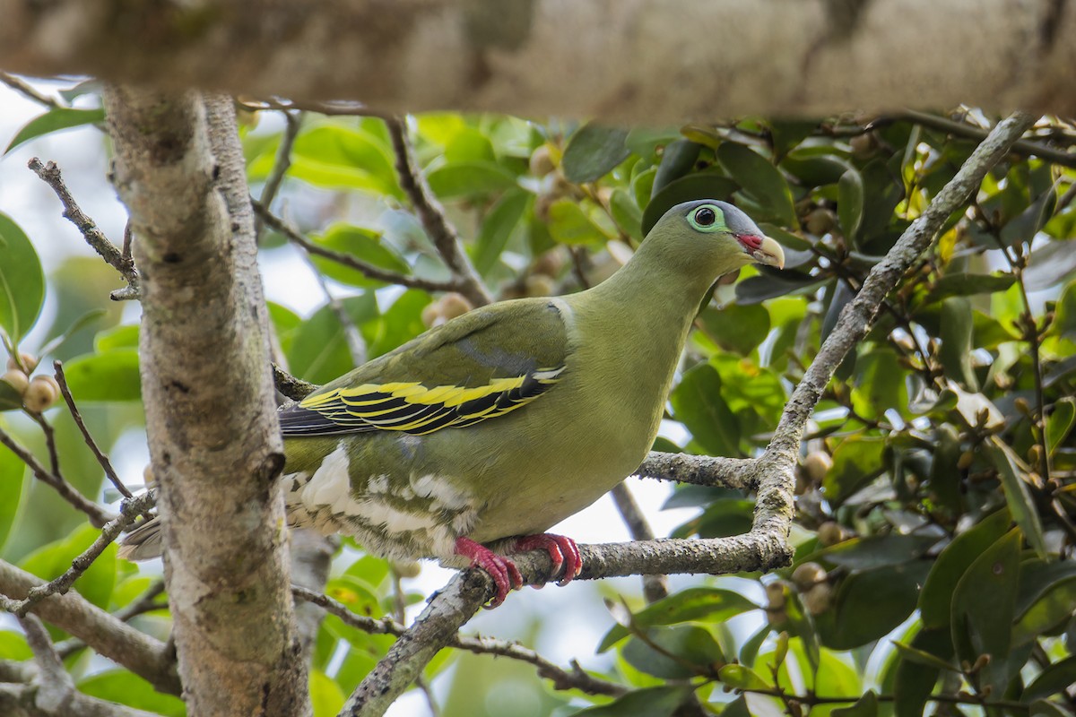 Thick-billed Green-Pigeon (Thick-billed) - ML614441708