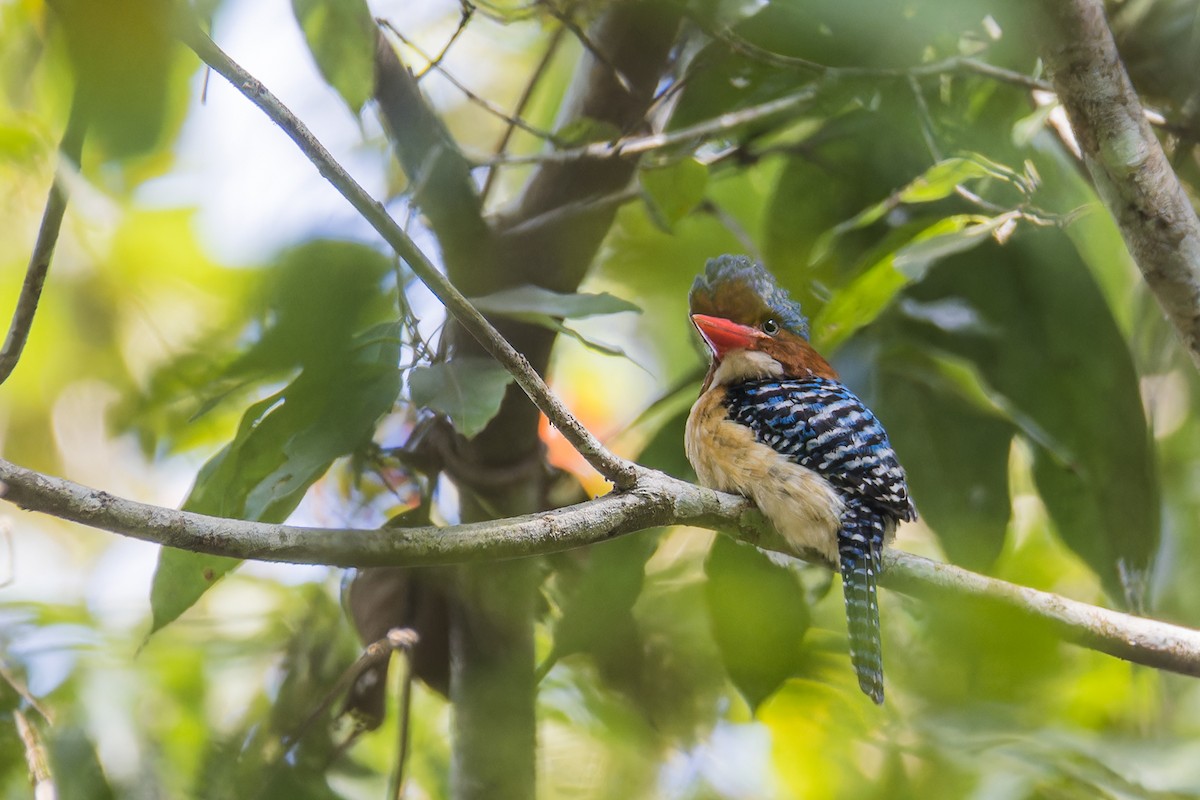 Banded Kingfisher (Banded) - ML614441770