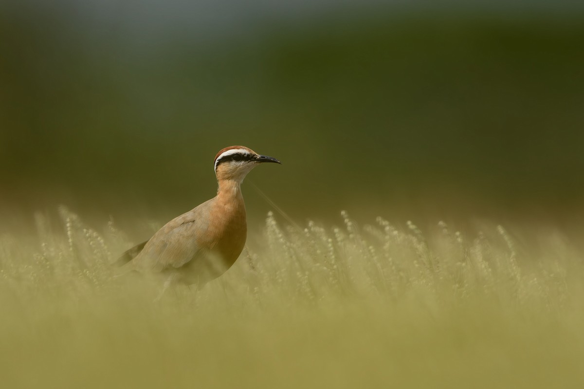 Indian Courser - ML614441853