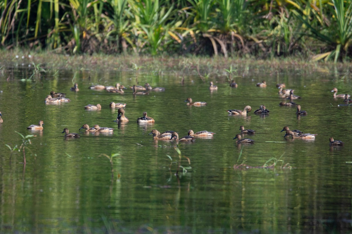 eBird Checklist 5 Feb 2024 Thattekadu Kuttampuzha Road, Ernakulam