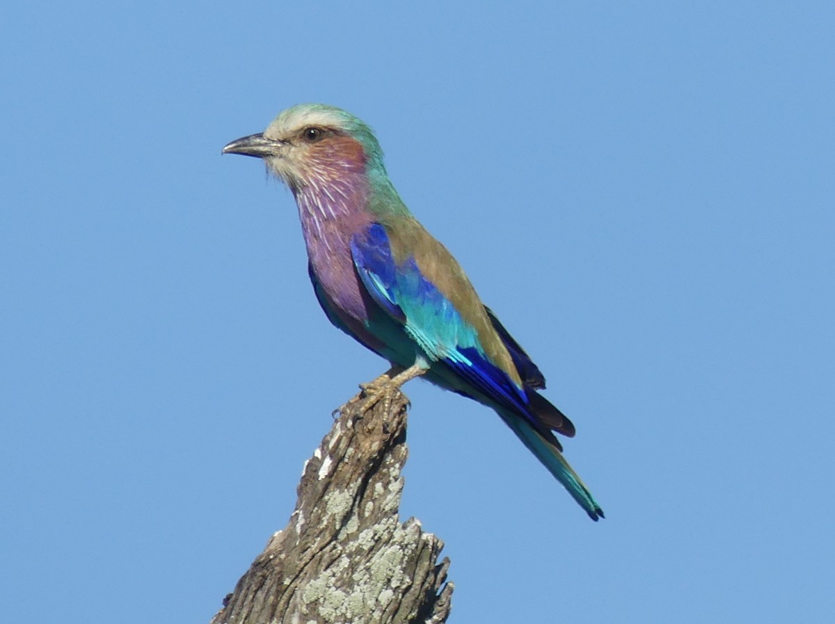 Lilac-breasted Roller (Lilac-breasted) - ML614442293
