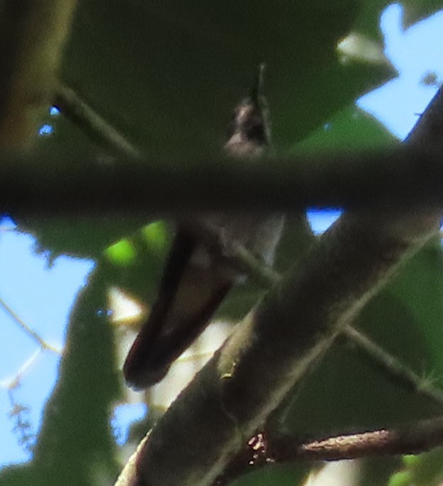 kolibřík fialovouchý - ML614442343