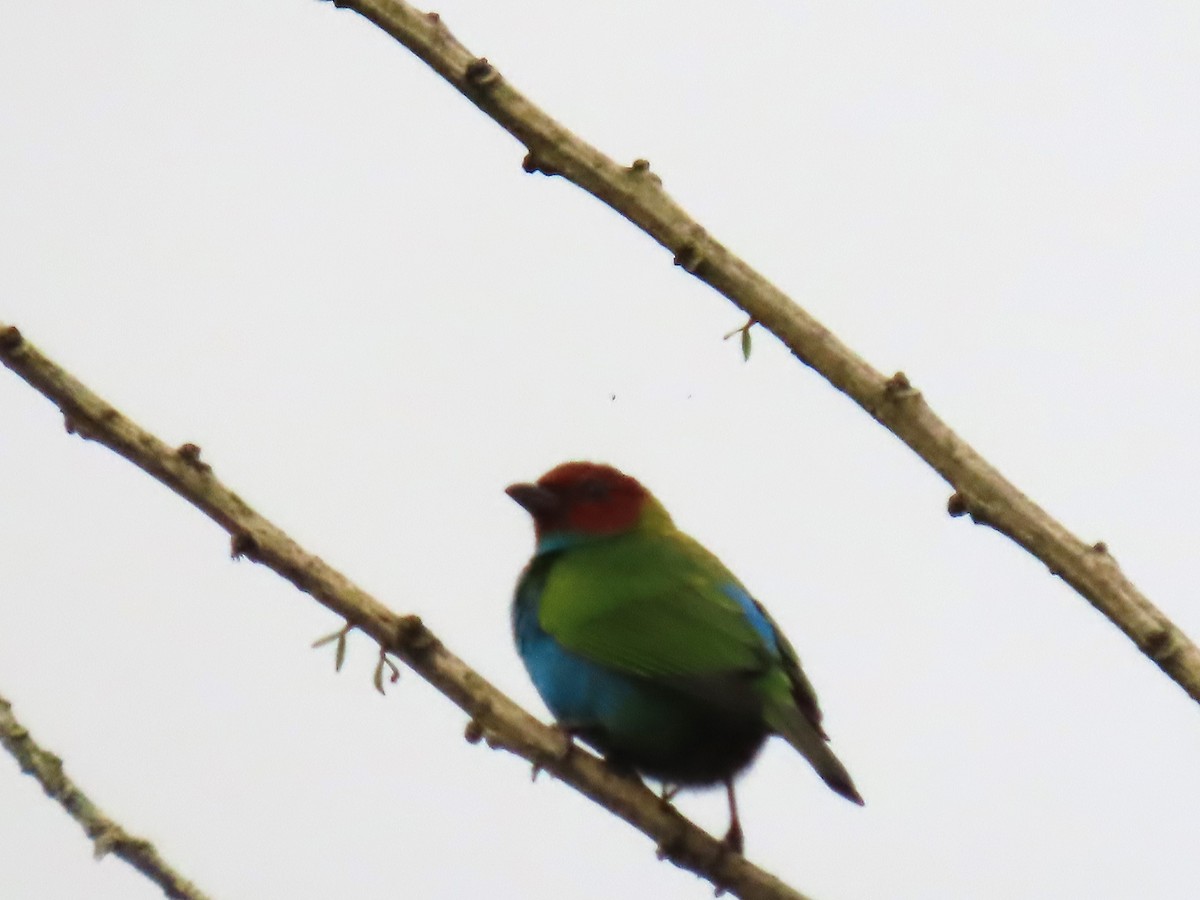 Bay-headed Tanager - Katherine Holland