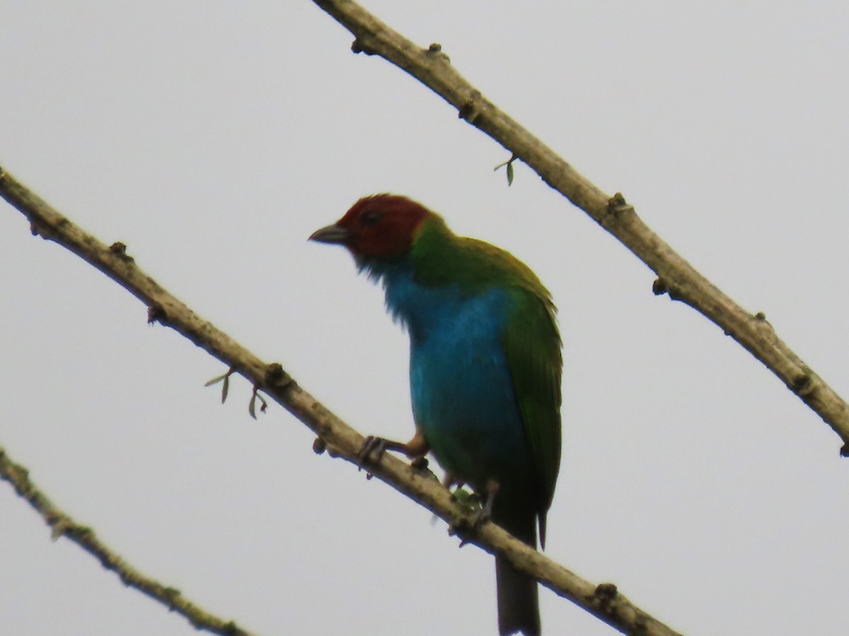 Bay-headed Tanager - ML614442376