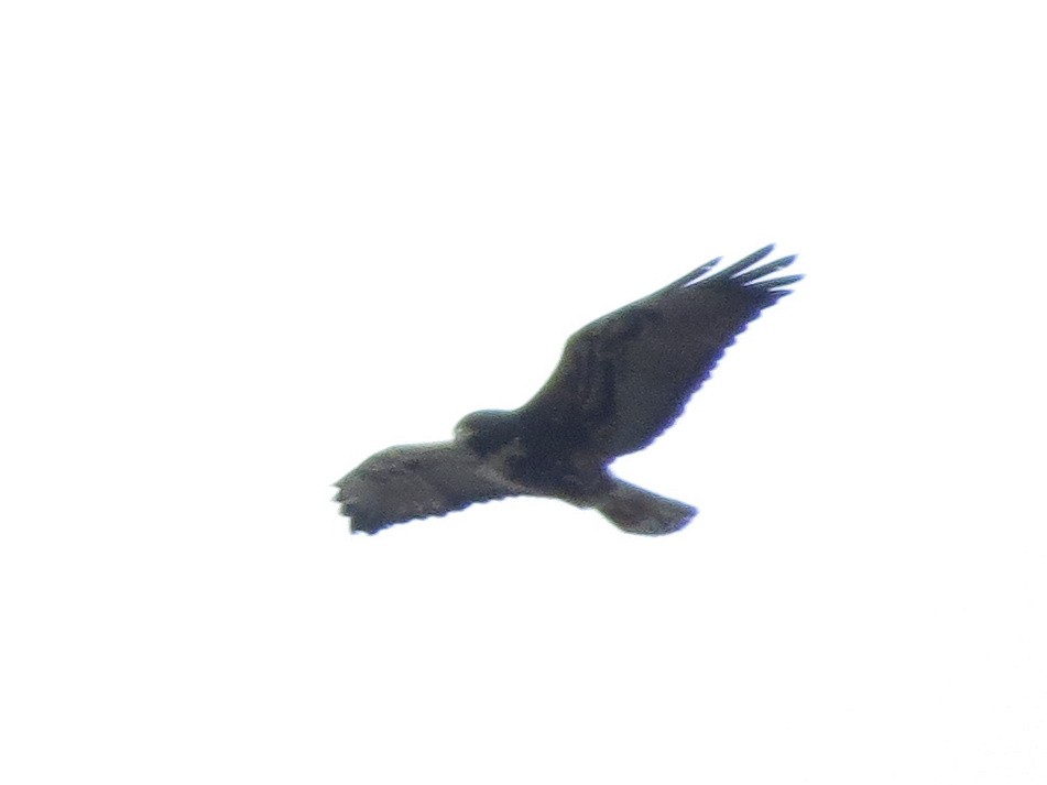 White-tailed Hawk - ML614442516
