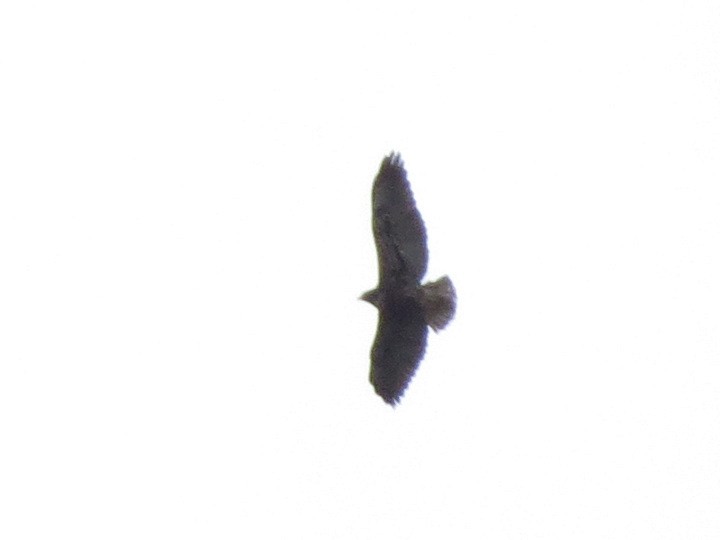 White-tailed Hawk - ML614442517