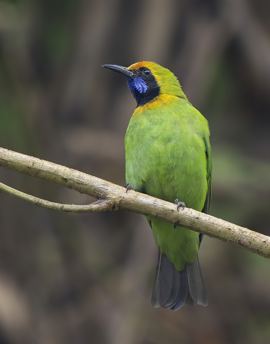 Golden-fronted Leafbird - Amitava Ganguly