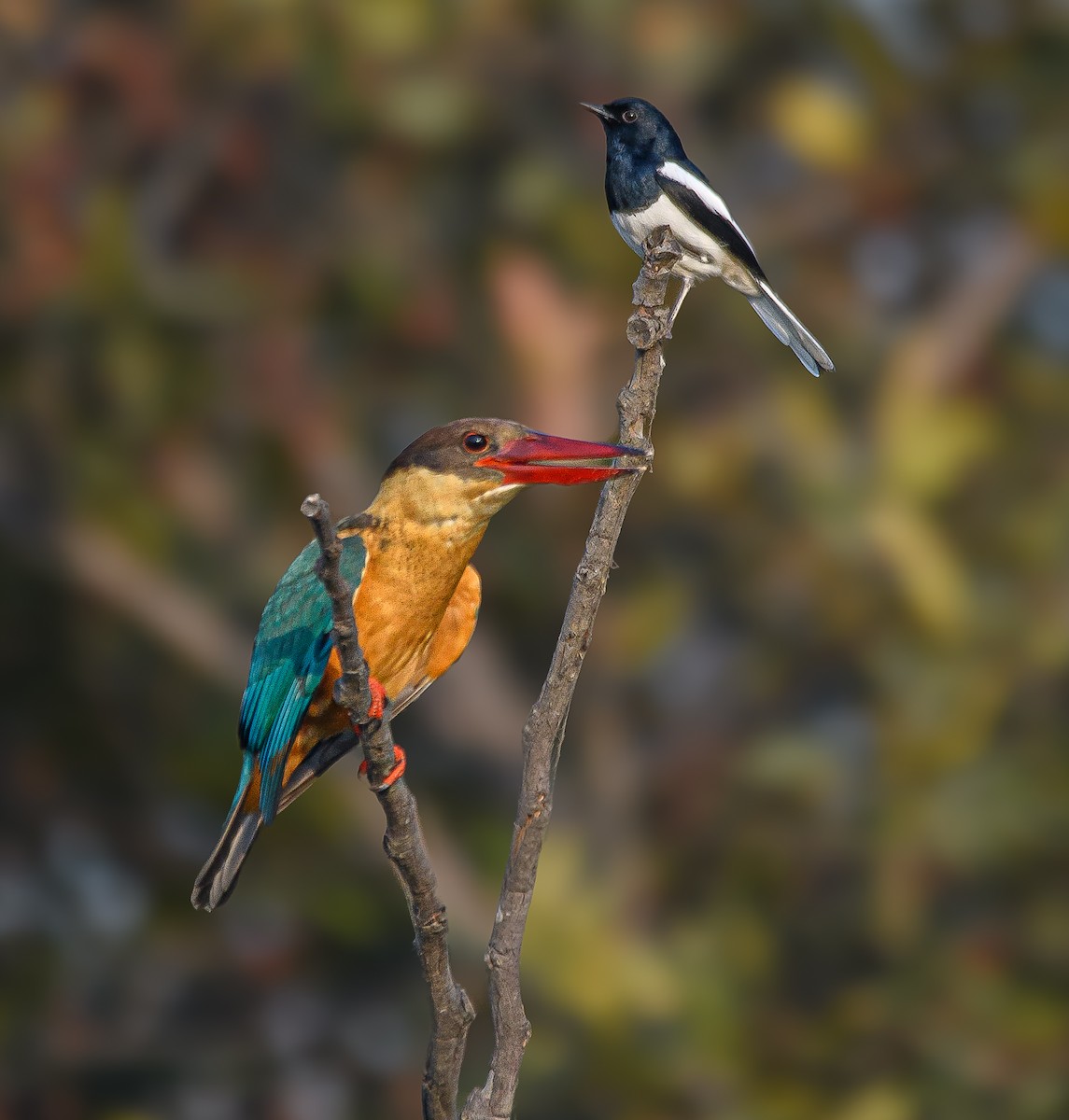 Stork-billed Kingfisher - ML614442750