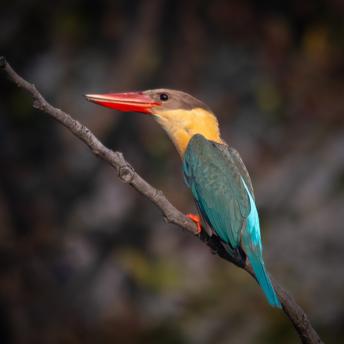 Stork-billed Kingfisher - ML614442751