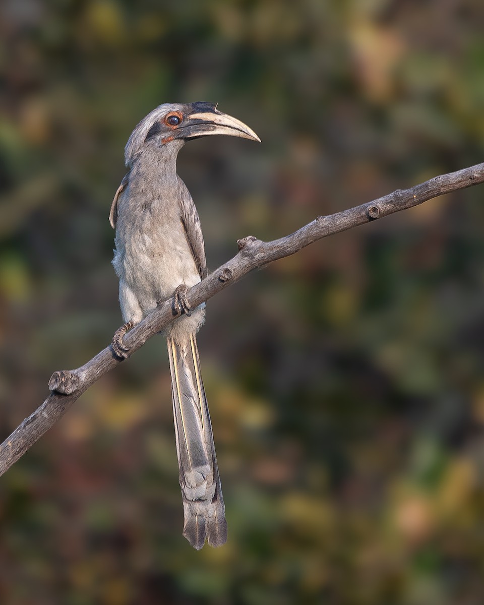 Indian Gray Hornbill - ML614442755