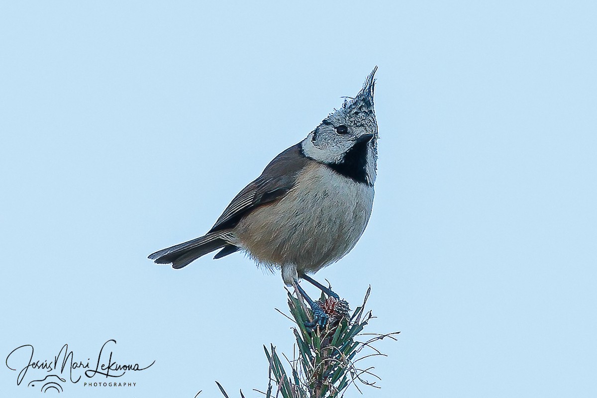 Crested Tit - ML614442857