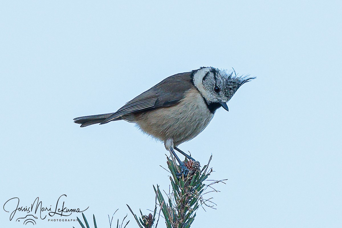 Crested Tit - ML614442858