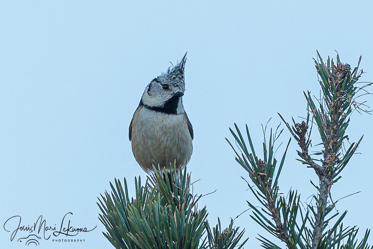 Crested Tit - ML614442859