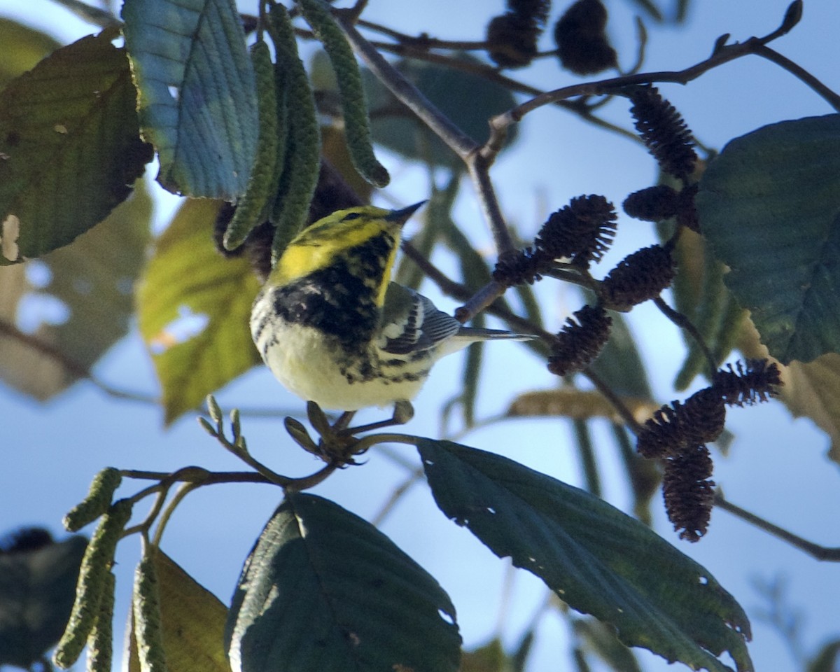 Black-throated Green Warbler - ML614443037