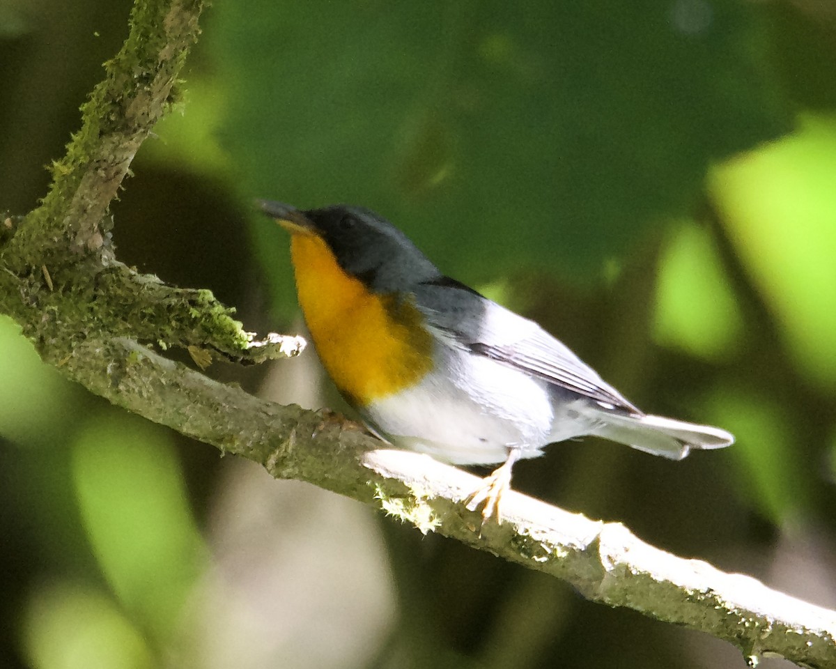 Flame-throated Warbler - Larry Waddell