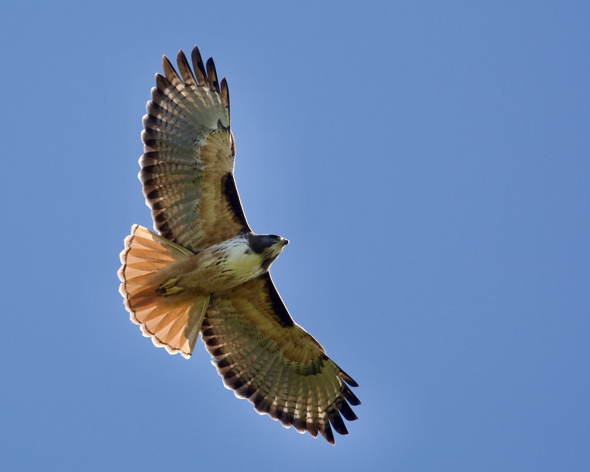 Red-tailed Hawk - Larry Waddell