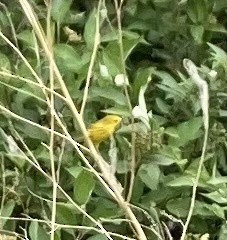 Yellow Warbler - ML614443233