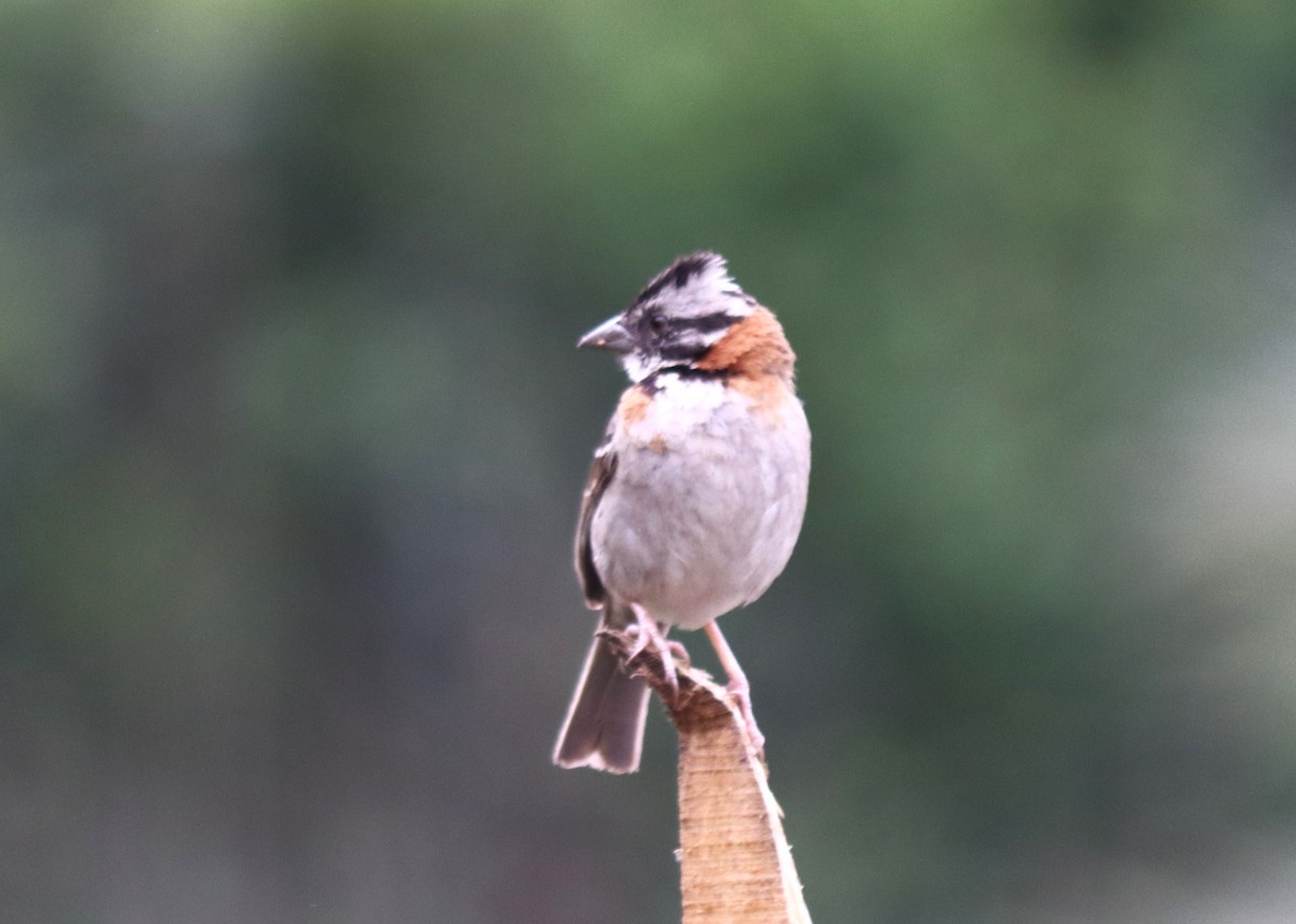 Rufous-collared Sparrow - ML614443415