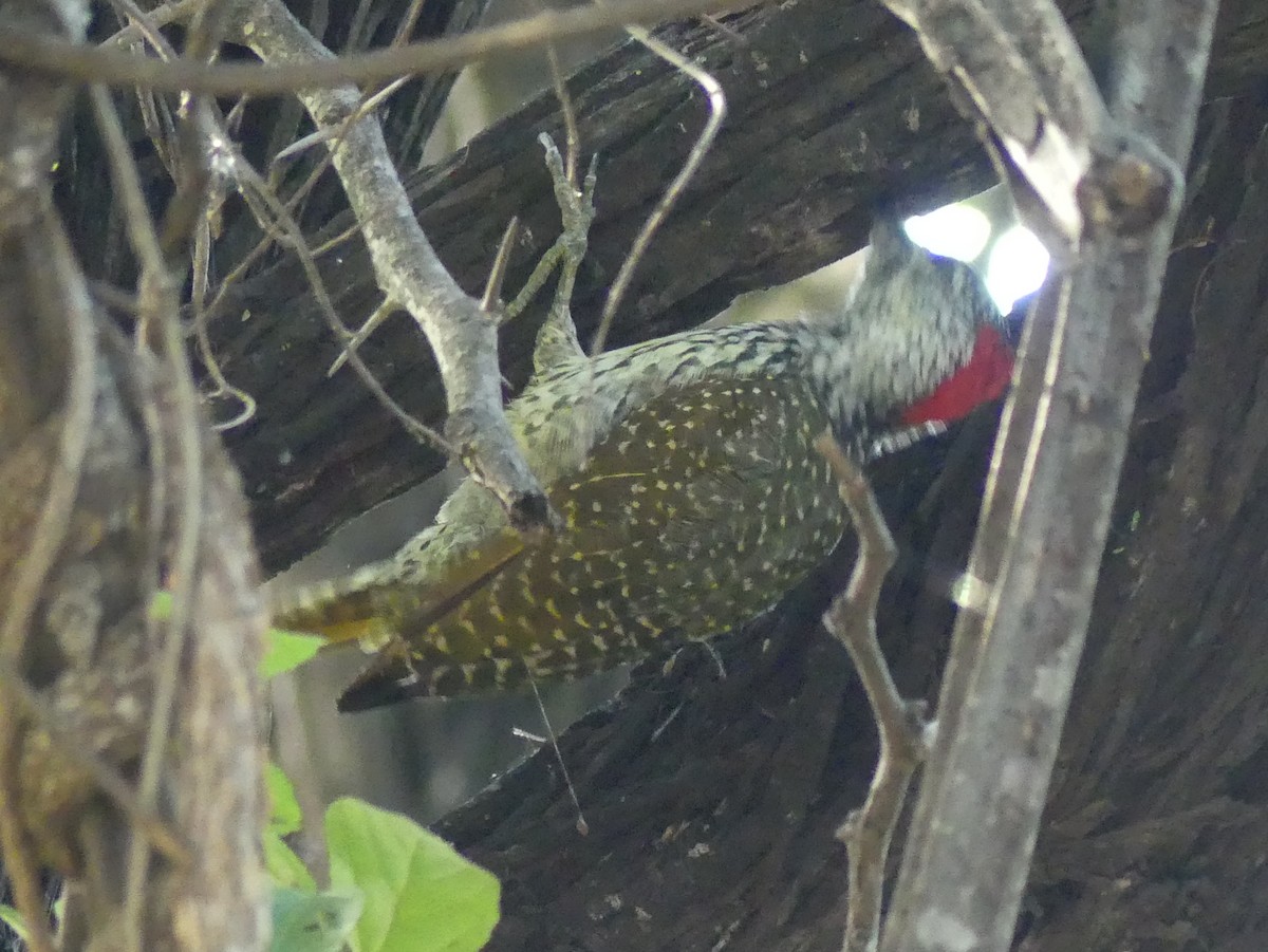 Golden-tailed Woodpecker (Golden-tailed) - ML614443731