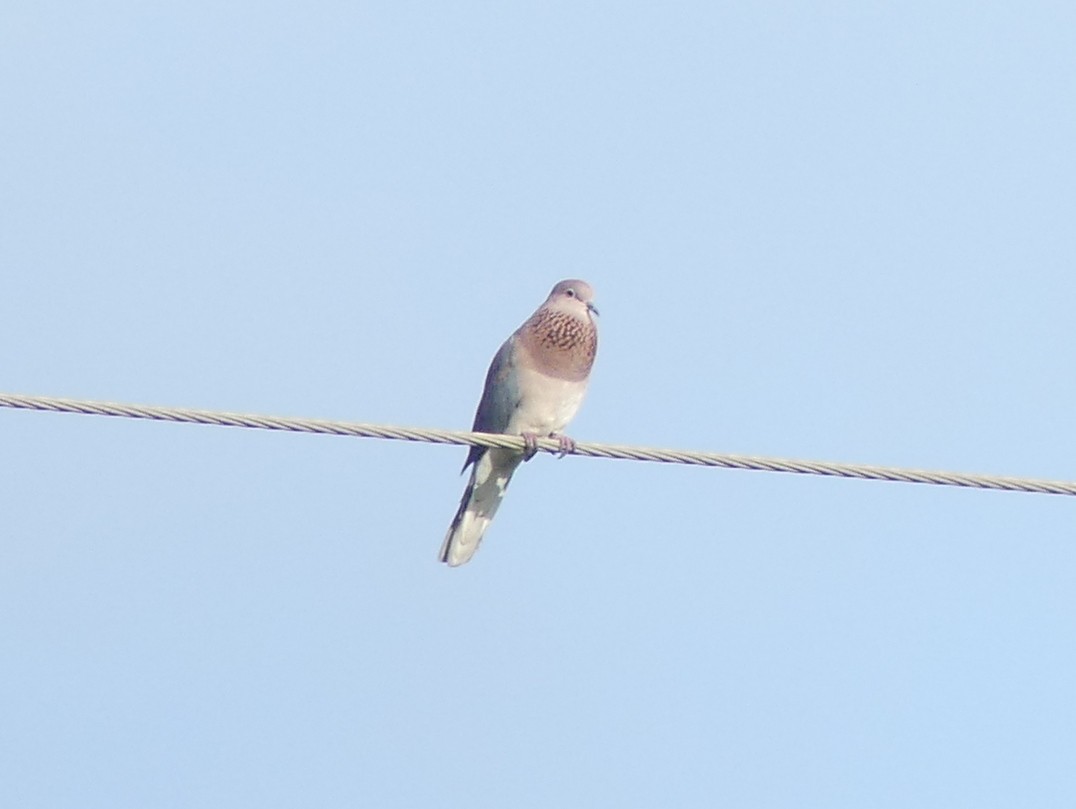 Laughing Dove - ML614443831