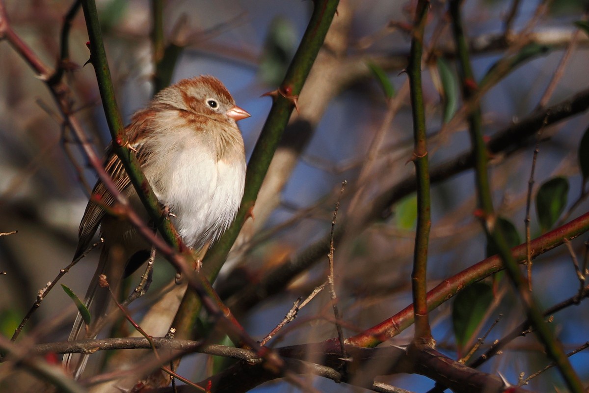 Field Sparrow - steve b