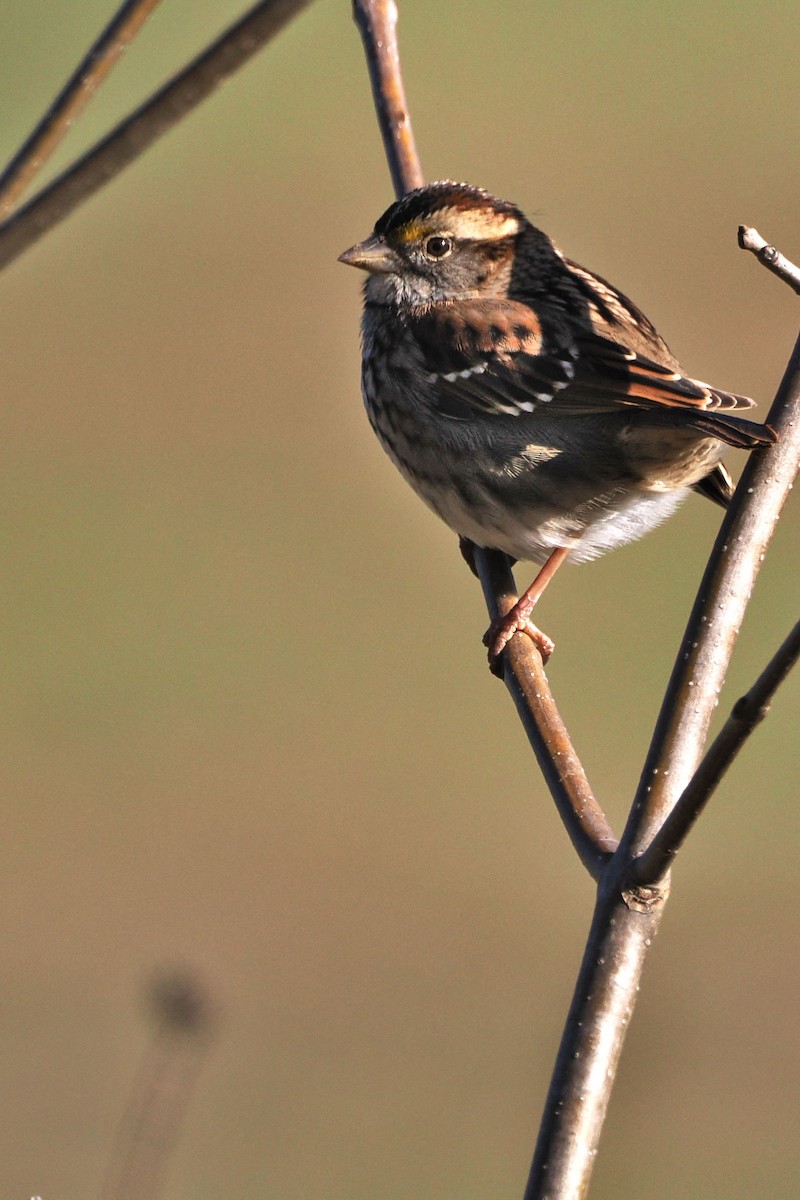 White-throated Sparrow - steve b