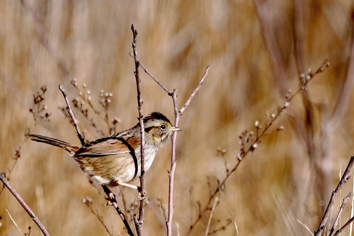 Swamp Sparrow - steve b
