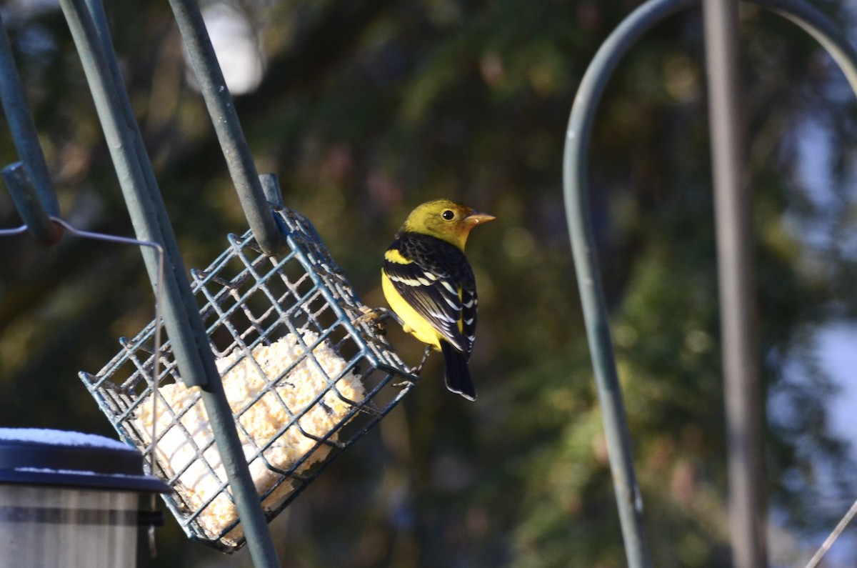 Western Tanager - ML614443951