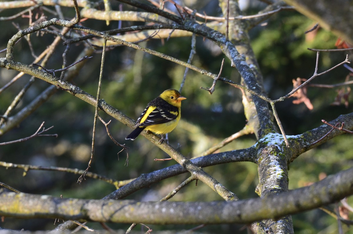 Western Tanager - ML614443952