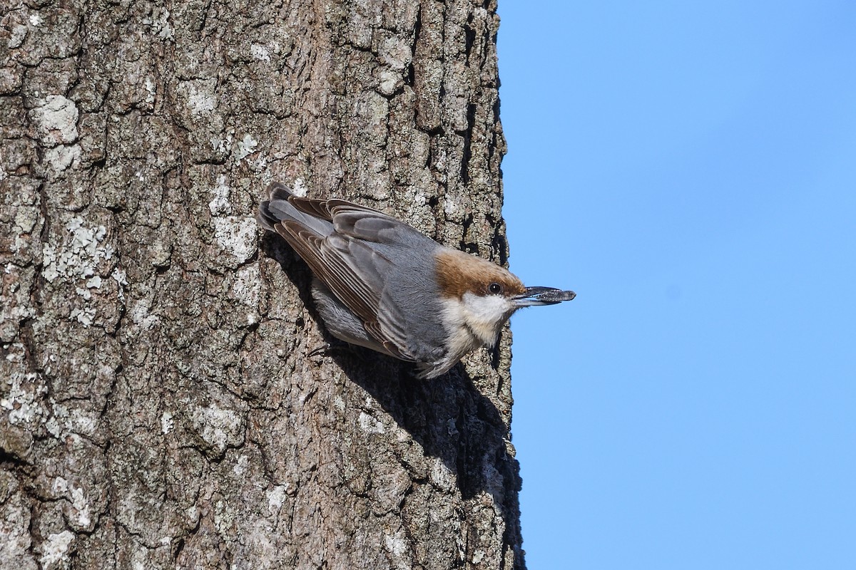 Brown-headed Nuthatch - ML614444822
