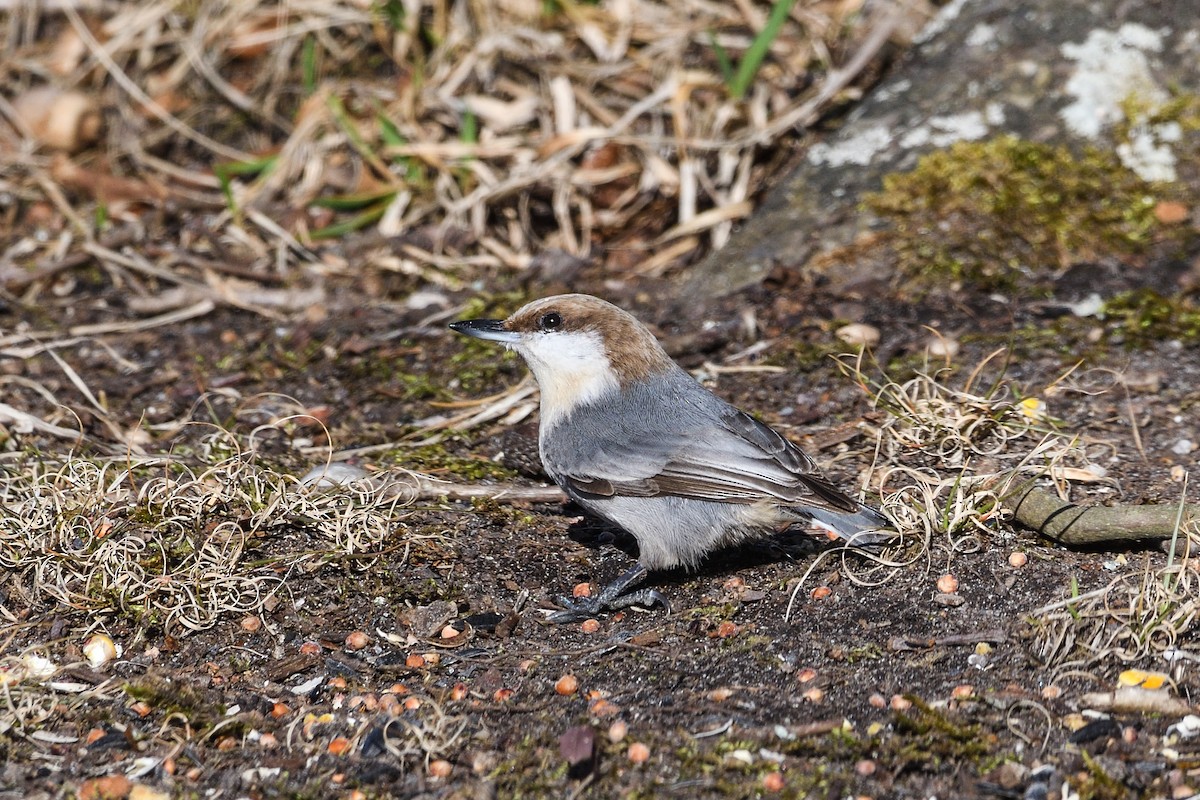 Brown-headed Nuthatch - ML614444823