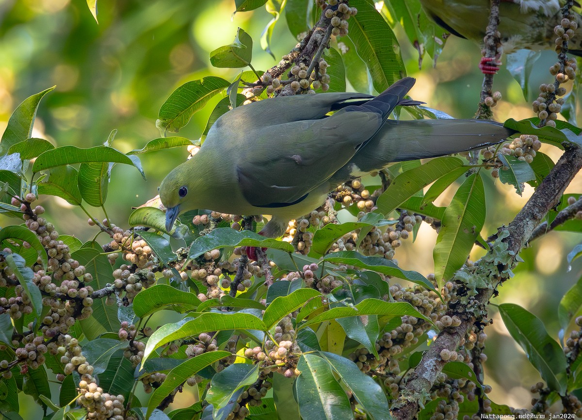 Wedge-tailed Green-Pigeon - ML614444914