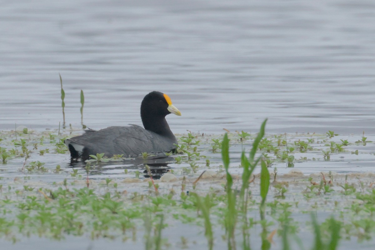 White-winged Coot - ML614445104