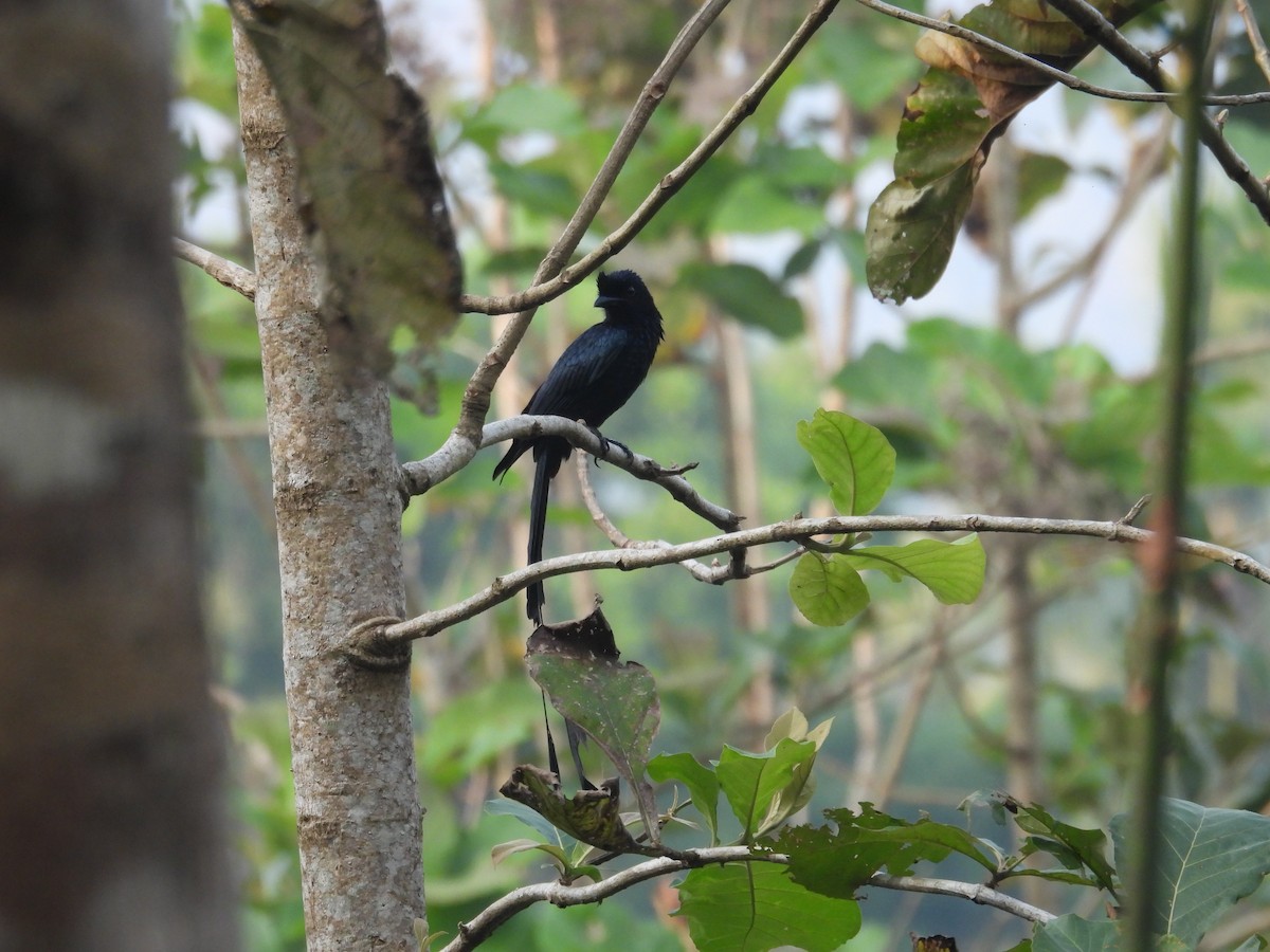 Greater Racket-tailed Drongo - ML614445159